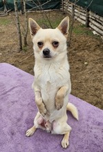 JULES, Hund, Chihuahua-Mix in Hüttenberg - Bild 2