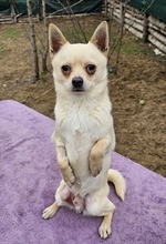 JULES, Hund, Chihuahua-Mix in Hüttenberg - Bild 3