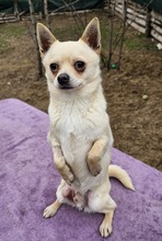 JULES, Hund, Chihuahua-Mix in Hüttenberg - Bild 4