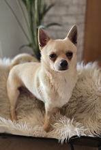 JULES, Hund, Chihuahua-Mix in Hüttenberg - Bild 5