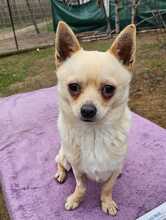 JULES, Hund, Chihuahua-Mix in Hüttenberg - Bild 7