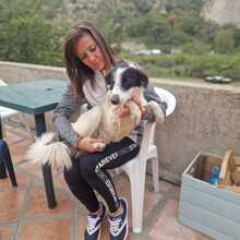 ASSO, Hund, Mischlingshund in Italien - Bild 2