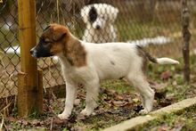 ROLO, Hund, Mischlingshund in Bulgarien - Bild 2