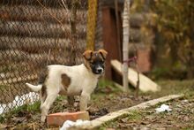 ROLO, Hund, Mischlingshund in Bulgarien - Bild 3