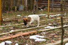 ROLO, Hund, Mischlingshund in Bulgarien - Bild 4