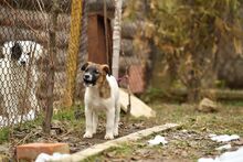 ROLO, Hund, Mischlingshund in Bulgarien - Bild 7