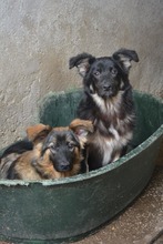 BUDDY2, Hund, Mischlingshund in Bulgarien - Bild 4