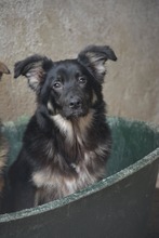 BUDDY2, Hund, Mischlingshund in Bulgarien - Bild 5