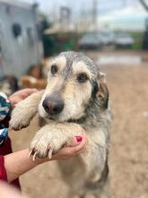 PANTALONE, Hund, Mischlingshund in Italien - Bild 2