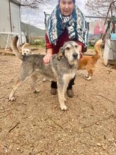 PANTALONE, Hund, Mischlingshund in Italien - Bild 4