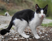 ALENI, Katze, Hauskatze in Kroatien - Bild 2