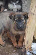 FLOWER, Hund, Mischlingshund in Bulgarien - Bild 6