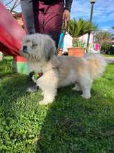 ALVIN, Hund, Shih Tzu-Mix in Italien - Bild 2