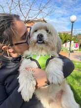 ALVIN, Hund, Shih Tzu-Mix in Italien - Bild 3