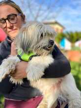 ALVIN, Hund, Shih Tzu-Mix in Italien - Bild 4