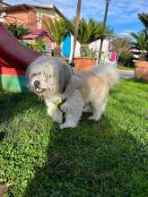 ALVIN, Hund, Shih Tzu-Mix in Italien - Bild 5