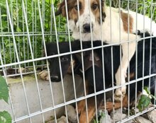 VAIANA, Hund, Tornjak-Mix in Kroatien - Bild 6