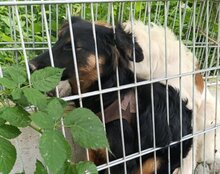 VAIANA, Hund, Tornjak-Mix in Kroatien - Bild 7