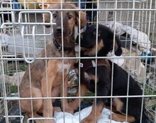 VAIANA, Hund, Tornjak-Mix in Kroatien - Bild 9