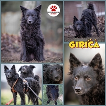 GIRICA, Hund, Kroatischer Schäferhund-Mix in Lehrte - Bild 1