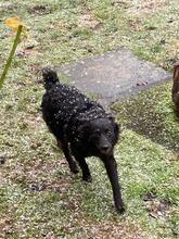 GIRICA, Hund, Kroatischer Schäferhund-Mix in Lehrte - Bild 13