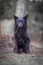 GIRICA, Hund, Kroatischer Schäferhund-Mix in Lehrte - Bild 3