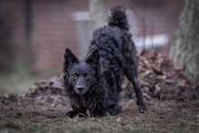 GIRICA, Hund, Kroatischer Schäferhund-Mix in Lehrte - Bild 5