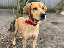 REY, Hund, Labrador-Magyar Vizsla-Mix in Hamburg - Bild 2