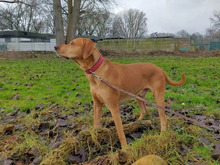 REY, Hund, Labrador-Magyar Vizsla-Mix in Hamburg - Bild 4