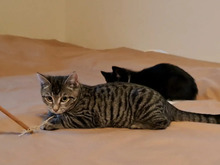 CHAMP, Katze, Europäisch Kurzhaar in Hamburg - Bild 4