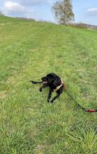 FINN, Hund, Labrador-Mix in Berlin - Bild 1