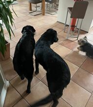 FINN, Hund, Labrador-Mix in Berlin - Bild 2