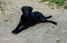 FINN, Hund, Labrador-Mix in Berlin - Bild 3