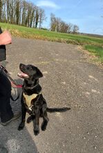 FINN, Hund, Labrador-Mix in Berlin - Bild 4