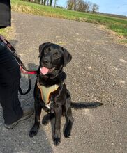 FINN, Hund, Labrador-Mix in Berlin - Bild 5