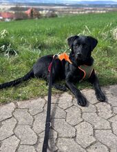 FINN, Hund, Labrador-Mix in Berlin - Bild 6