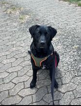 FINN, Hund, Labrador-Mix in Berlin - Bild 7