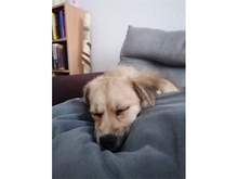 ALISIA, Hund, Mischlingshund in Magdeburg - Bild 13