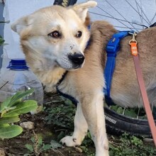 TONI, Hund, Mischlingshund in Rumänien - Bild 2