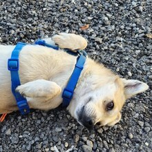 TONI, Hund, Mischlingshund in Rumänien - Bild 8