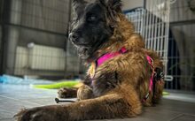 ELLEN, Hund, Malinois-Mix in Schladen - Bild 1