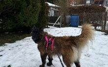 ELLEN, Hund, Malinois-Mix in Schladen - Bild 2