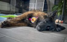 ELLEN, Hund, Malinois-Mix in Schladen - Bild 3