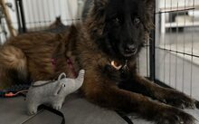 ELLEN, Hund, Malinois-Mix in Schladen - Bild 4