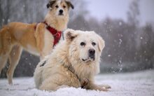 THEODOR, Hund, Herdenschutzhund-Mix in Schönkirchen - Bild 1