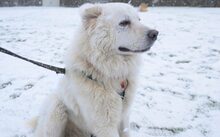 THEODOR, Hund, Herdenschutzhund-Mix in Schönkirchen - Bild 2