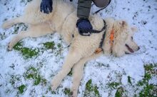 THEODOR, Hund, Herdenschutzhund-Mix in Schönkirchen - Bild 3