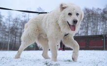 THEODOR, Hund, Herdenschutzhund-Mix in Schönkirchen - Bild 4