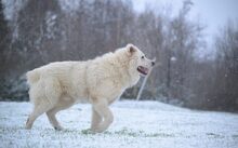 THEODOR, Hund, Herdenschutzhund-Mix in Schönkirchen - Bild 5