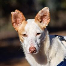 MAYA, Hund, Podenco Andaluz in Spanien - Bild 1